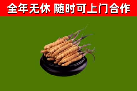 讷河市回收冬虫夏草